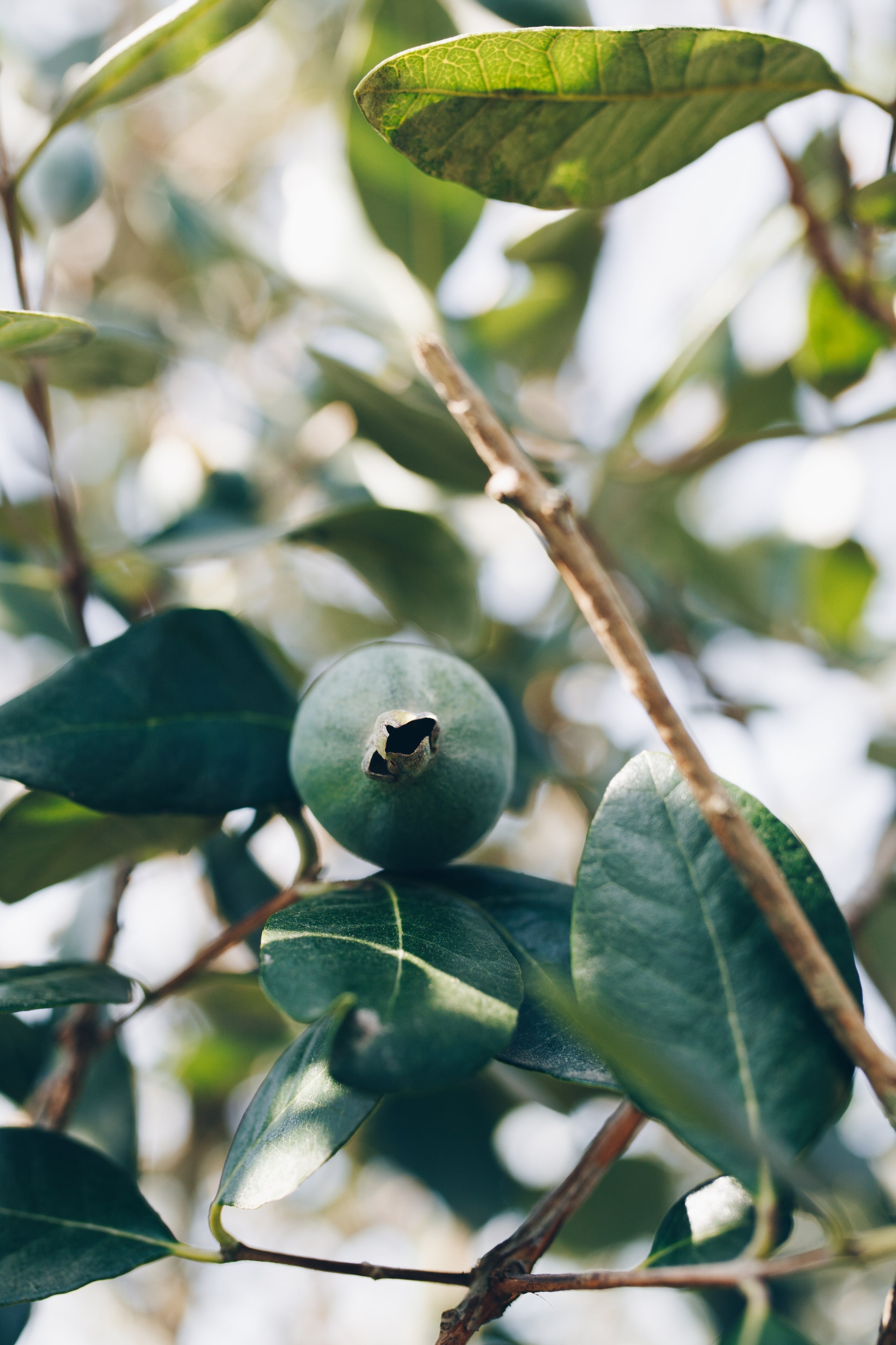 Was steckt hinter Schisandra, Gotu Kola und Guavenblättern – und wie wirken sie im Körper?