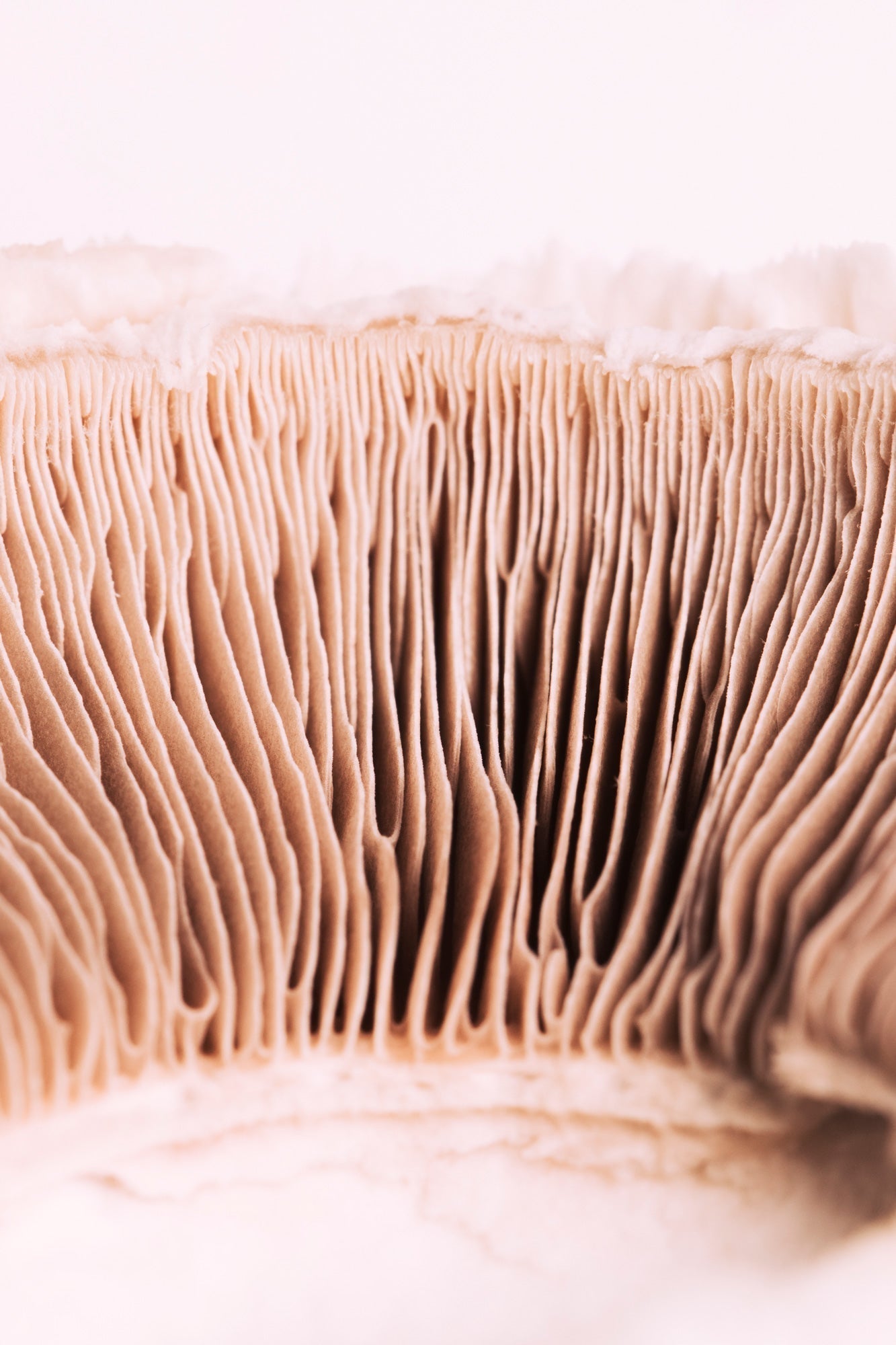 Was lieben dein Bauch und deine Verdauung wirklich – Triphala, Reishi & Inulin im Check